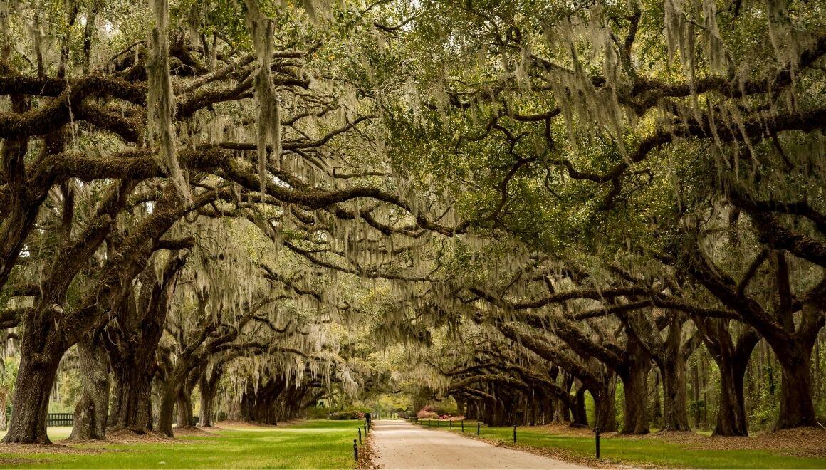 Day Trips from Charleston: Unforgettable Adventures Await