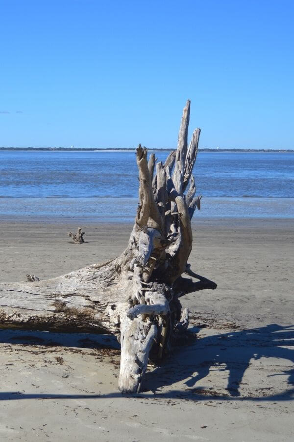 driftwood beach near Charleston