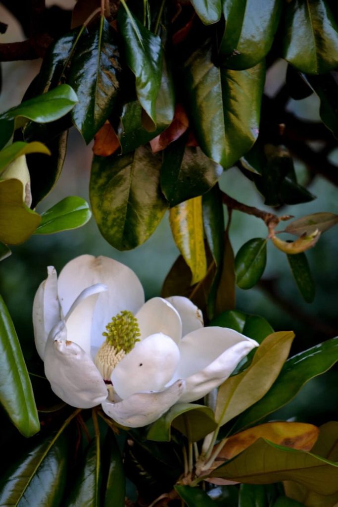 Blooming magnolias in Chapel Hill in May