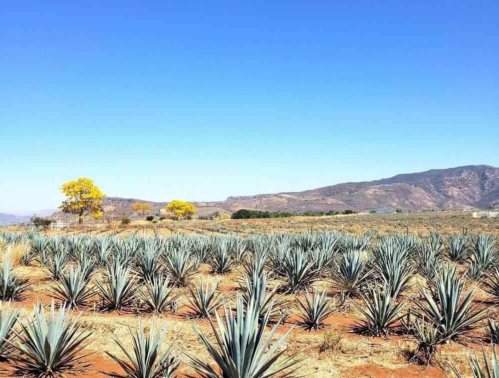Tequila Mexico - one of the most famous world heritage sites in Mexico