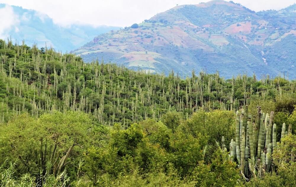 Tehuacan Cuicatlan Valley mexico