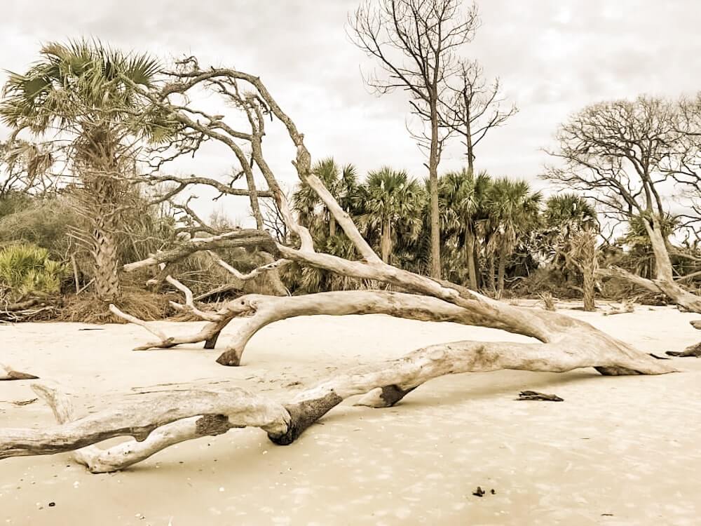 Driftwood beach in Georgia