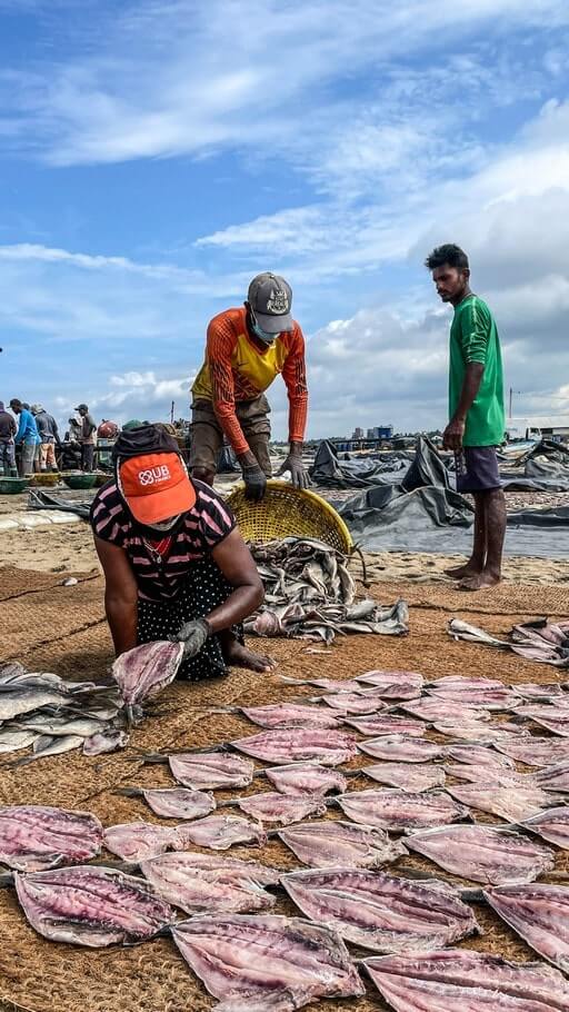 Fishermen and women sorting and drying fish in Negombo