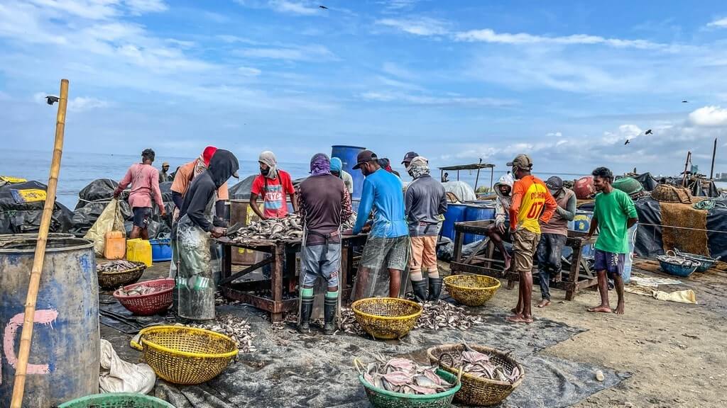 Fishermen get the fish ready for drying in Negombo