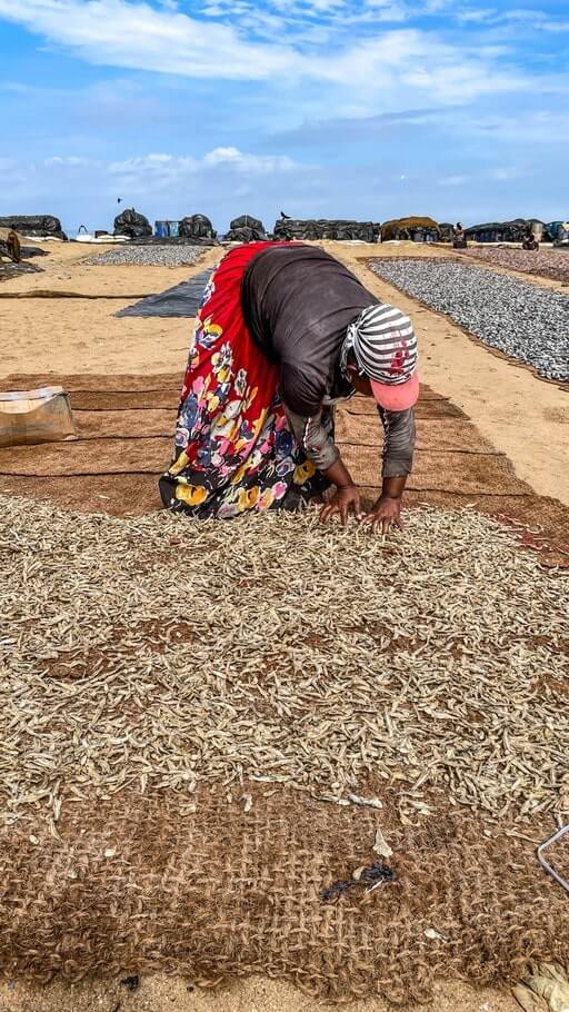 Fisherwoman dries fish in Negombo