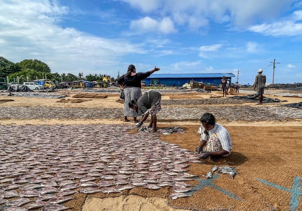 Fishermen busy at the dry fish market in Negombo