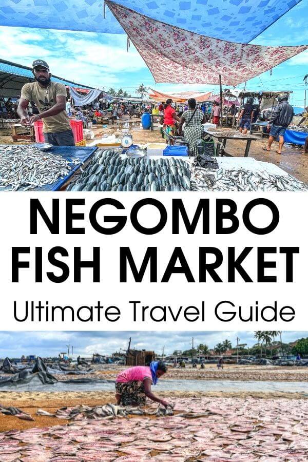 One of the best things to do in Negombo Sri Lanka is to visit the Negombo Fish Market. Vibrant, colorful, smelly, and noisy, the fish market in Negombo gives you deep insights into the life and culture of Negombo fishermen and fishing industry. #Negombo #SriLanka