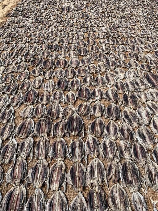 Fish being dried in Negombo