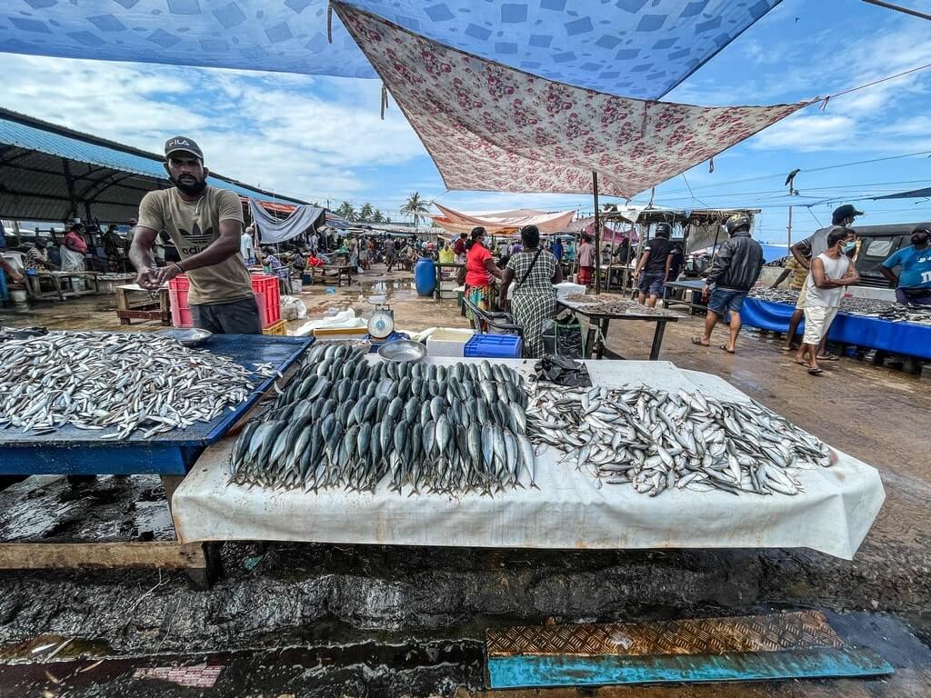 Wet fish market in Negombo