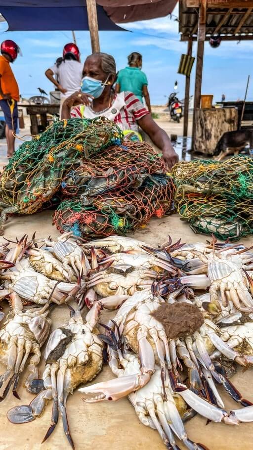 Crabs at Negombo Fish Market