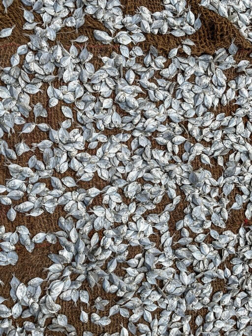 Dried fish at Negombo Fish Market