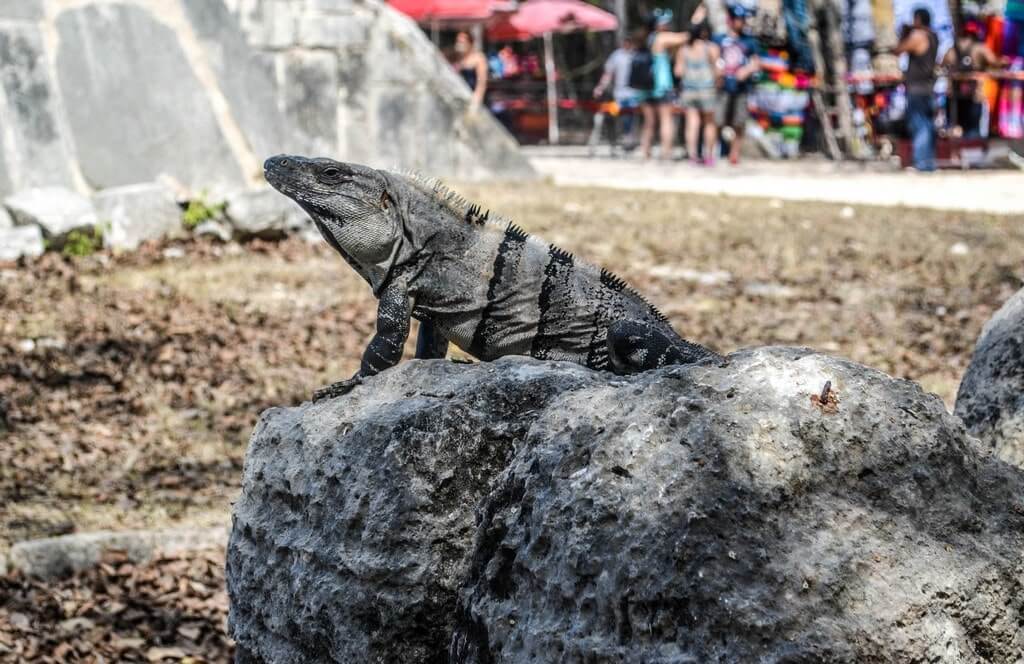 Iguana at Chichen Itza