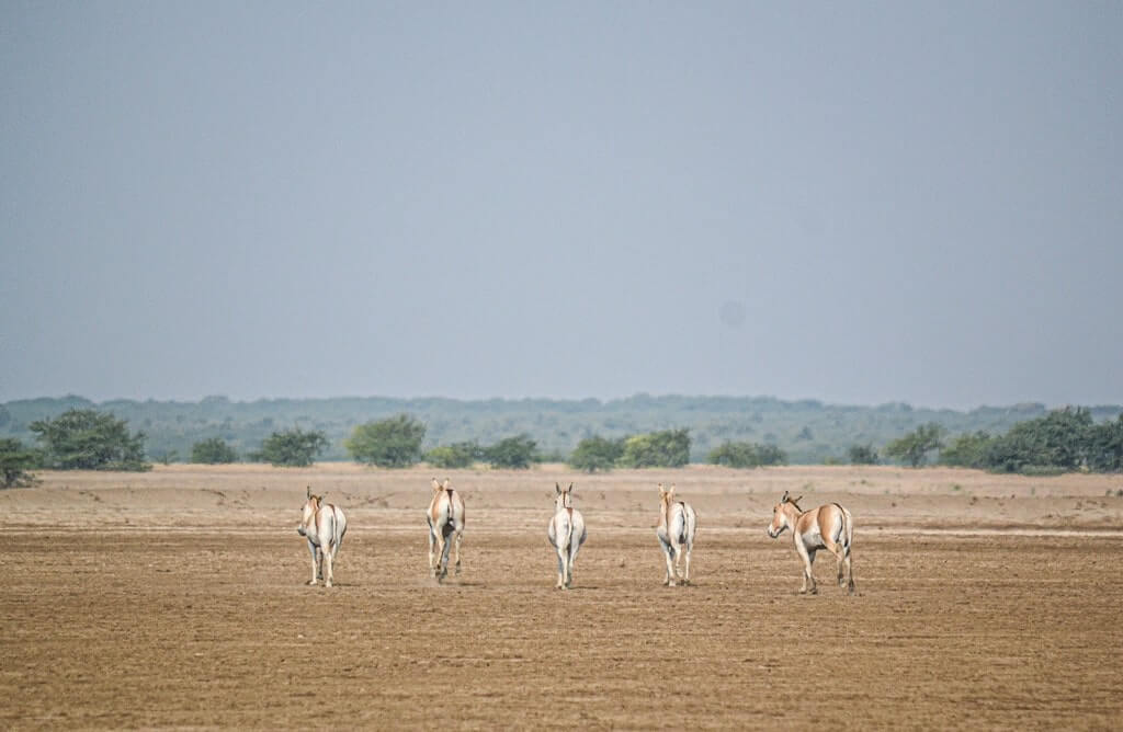 Wild Ass Sanctuary in Little Rann of Kutch