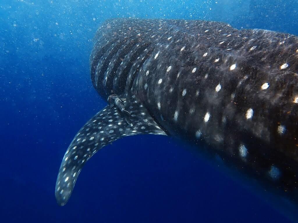 Swimming with whale sharks in Mexico