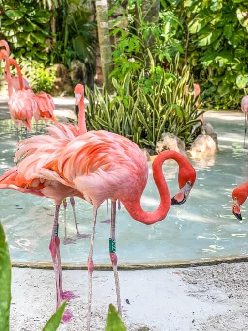 Xcaret Park flamingoes