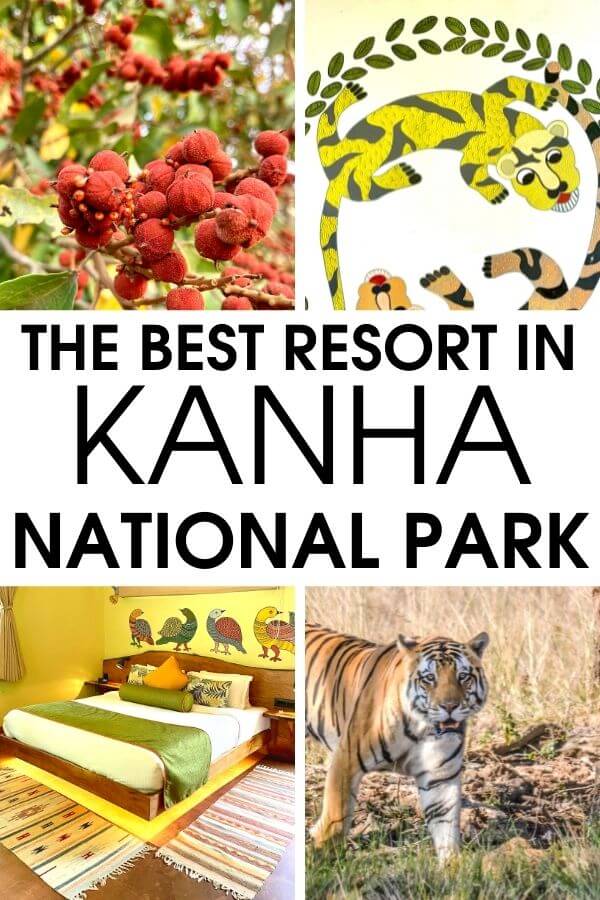 Traveling to Kanha National Park and looking for the best Kanha resort? Check out this review of the luxurious Kanha Jungle Camp which is one of the best resorts in Kanha National Park. Rustic, sustainable, and luxurious, Kanha Jungle Camp is the best place to stay in Kanha. #Kanha #Wildlife #India