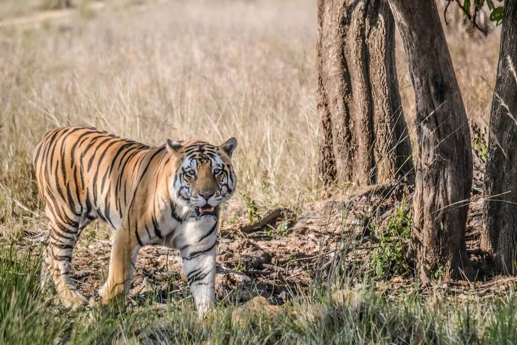 Tiger Junior Bajrang in Kanha National Park