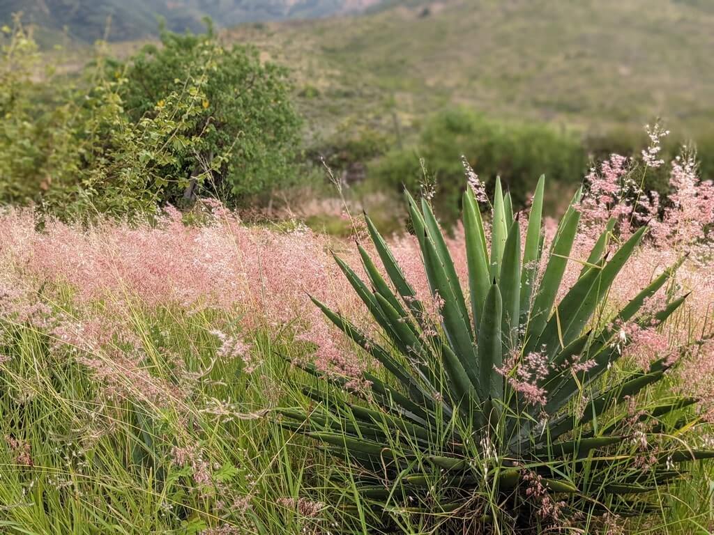 Wild agave plants in Mexico