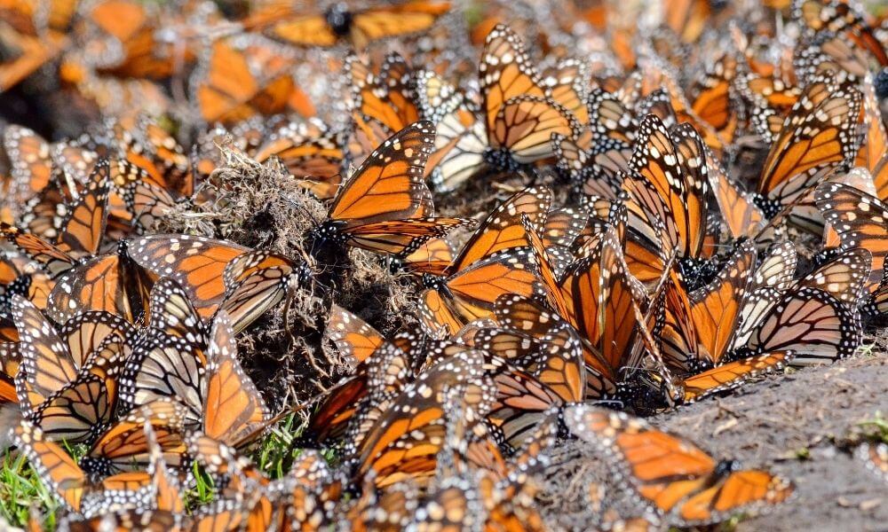 Monarch butterfly reserve