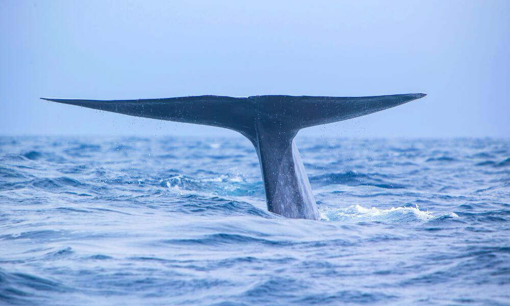 Whale watching in Azores.