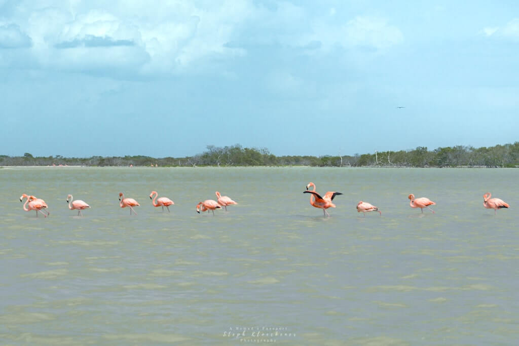 Rio Lagartos flamingos