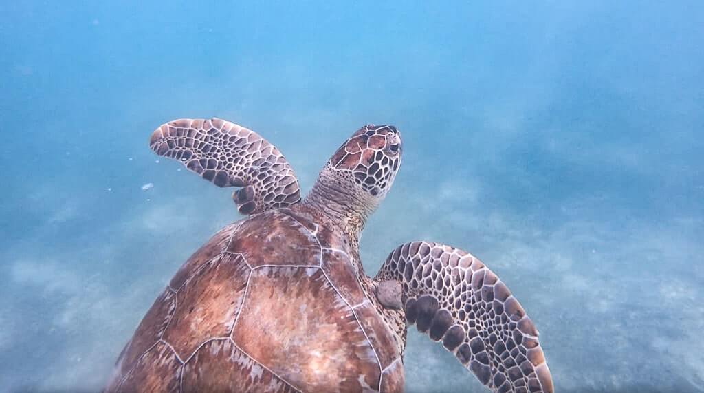 Swimming with turtles in Akumal