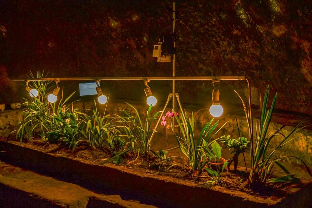 The hypogeum garden in Naples