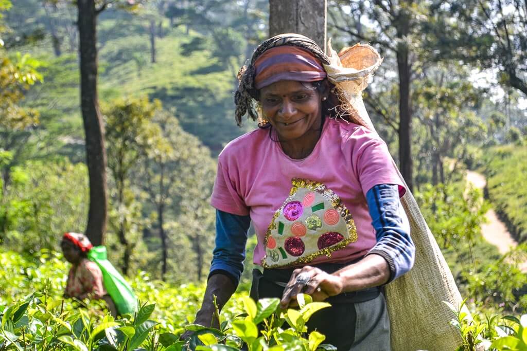 Lady picking tea leaves in Nuwara Eliya