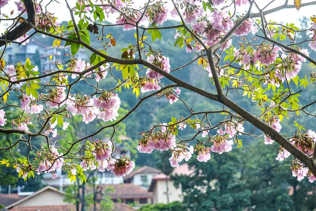Pink trumpets in full bloom at the Kandy lake.