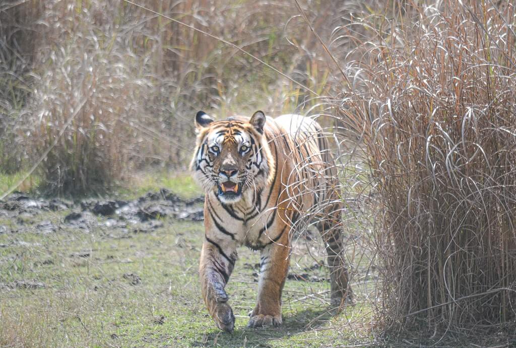 Tiger at Bandhavgarh