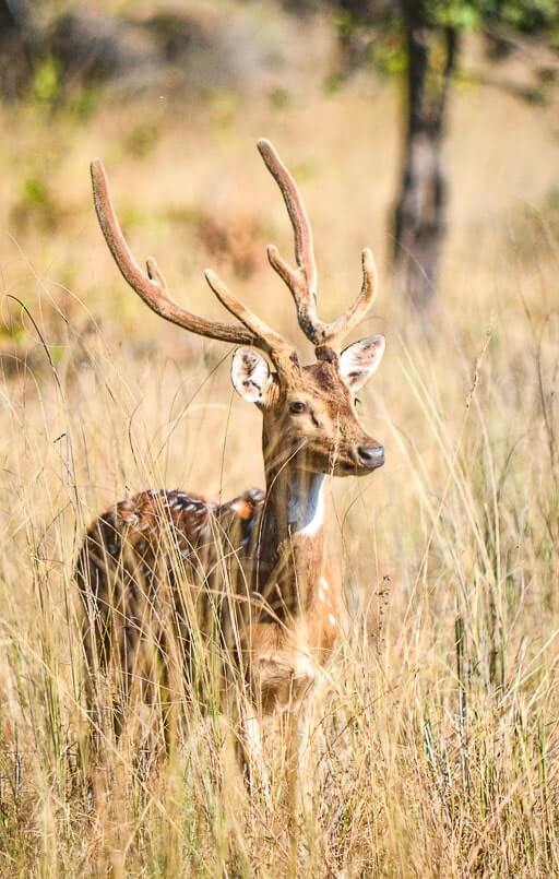 Close up of a spotted deer at Bandhavgarh National Park.