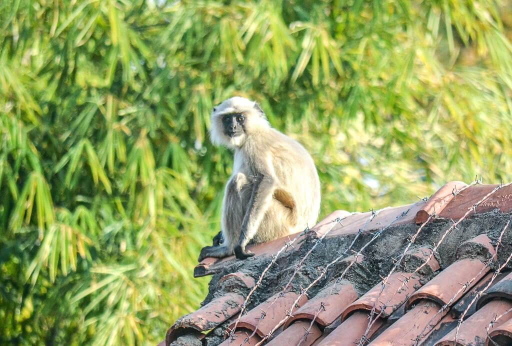 Langur at King's Lodge