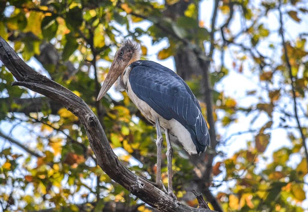 Lesser Adjutant Stork in Bandhavgarh