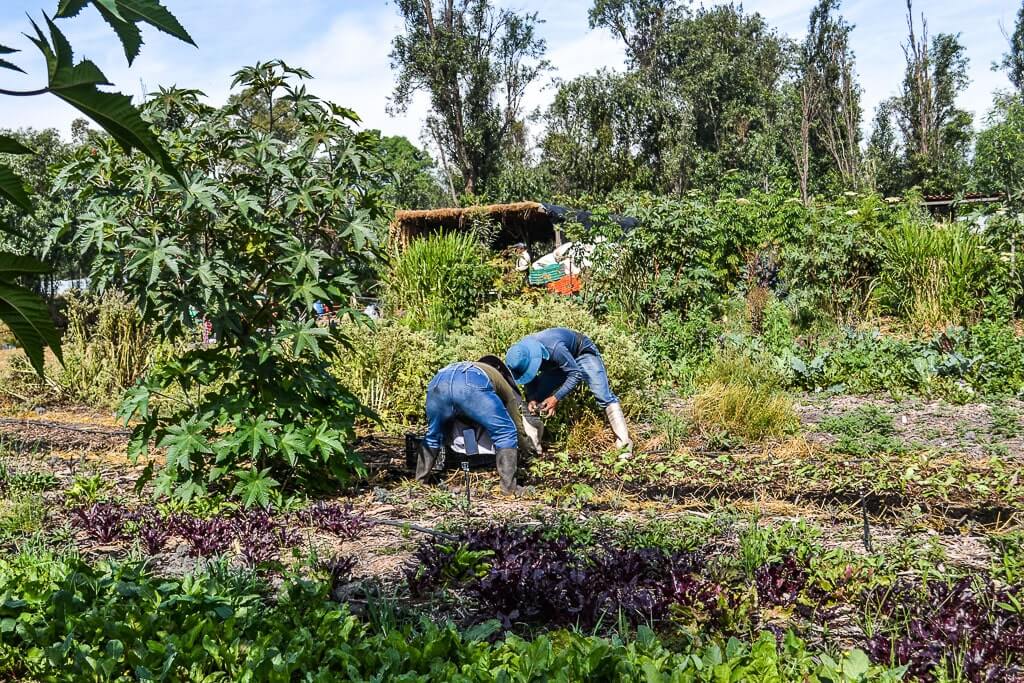 Chinamperos (farmers) working on the floating farms of Mexico City