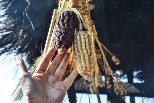 Different kinds of corn at the chinampas