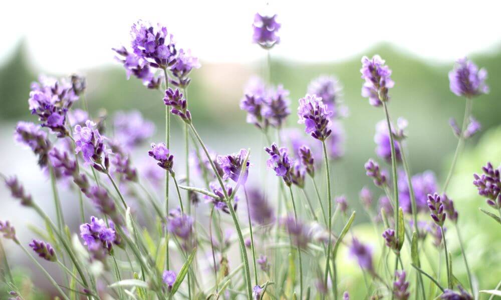 Lavender farms near Puebla Mexico