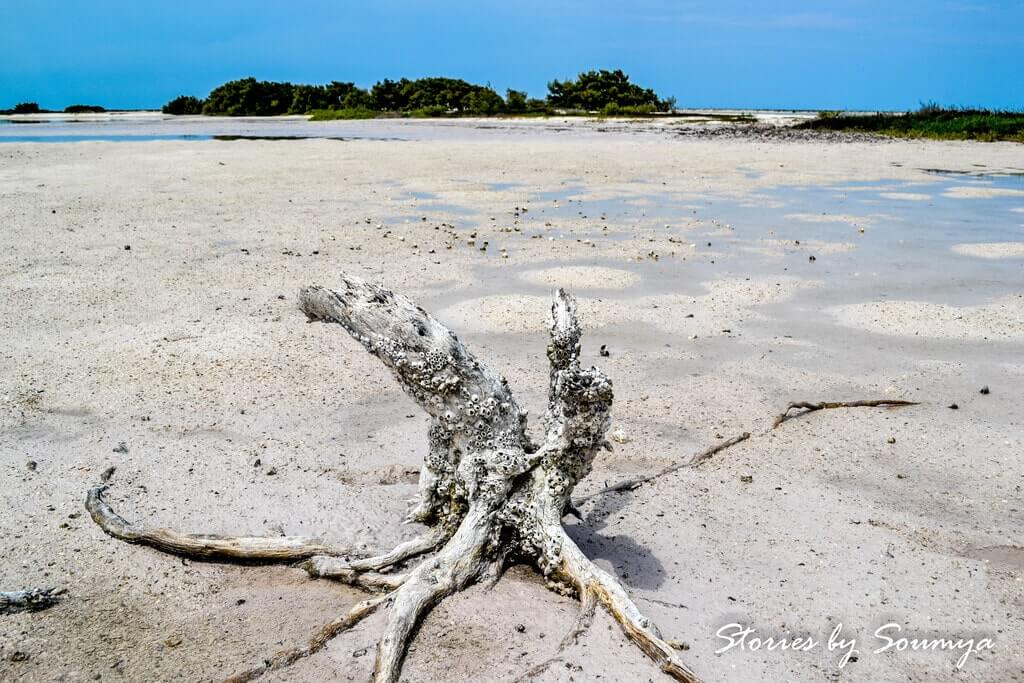 Mud flats of Rio Lagartos