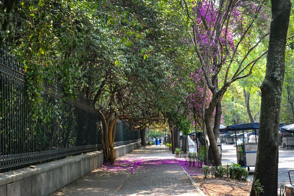 Trails lined with jacaranda trees in Chapultepec Park