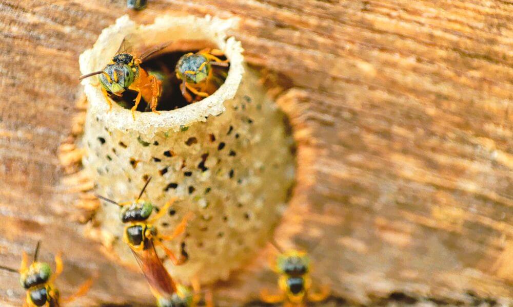 Melipona honey bees