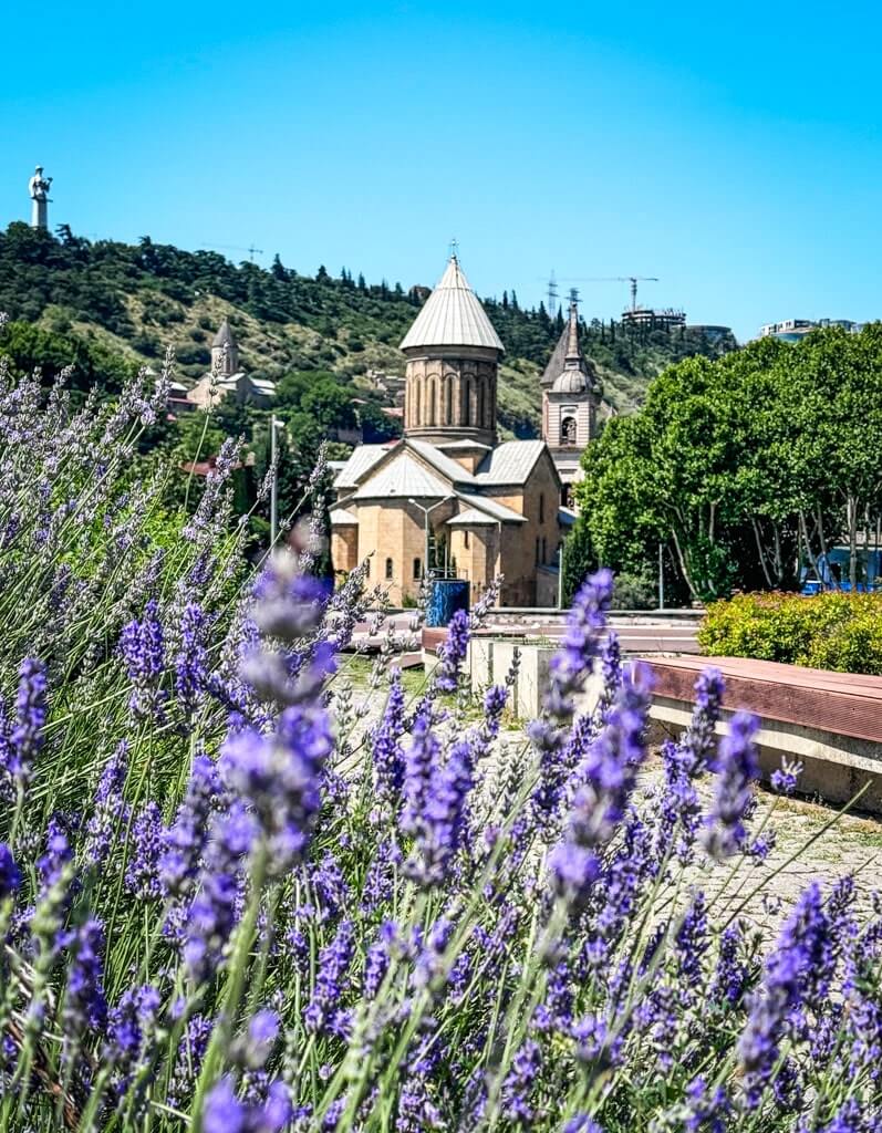 Lavender flowers in spring in Tbilisi with a church behind
