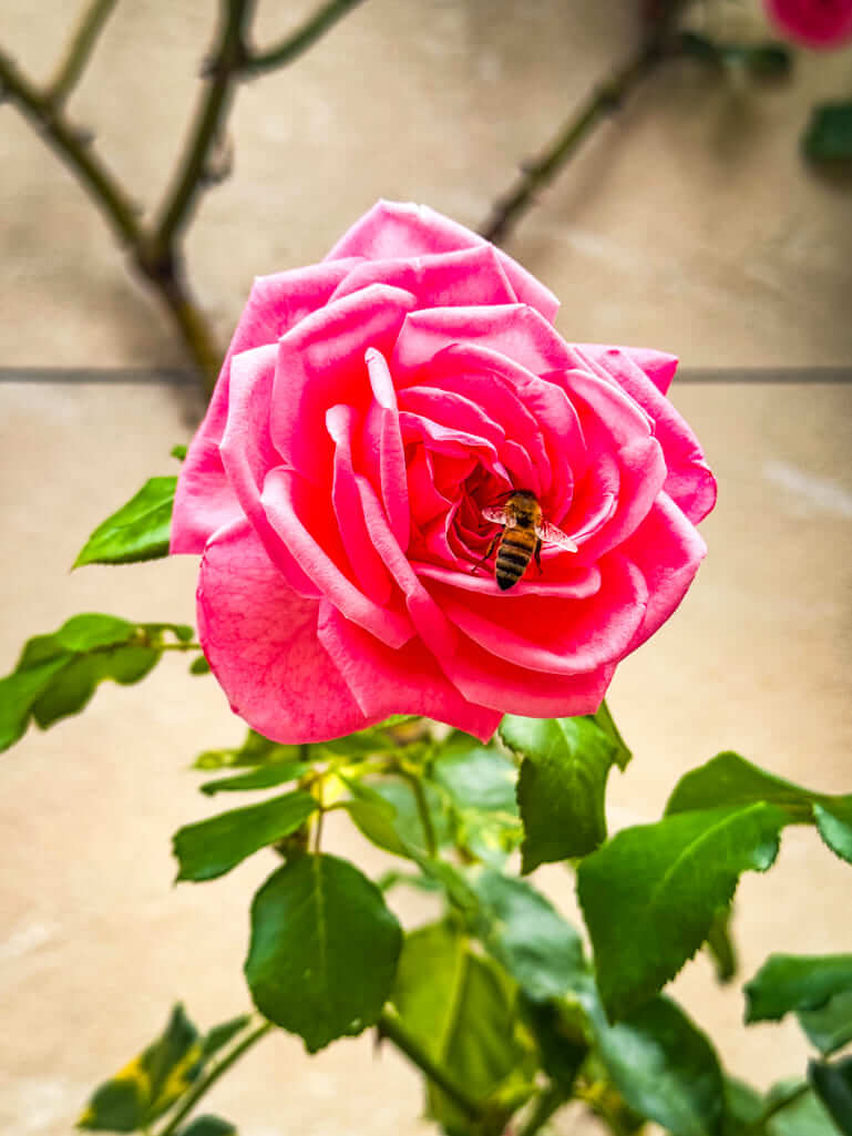 Rose at Rose Garden in Bamberg