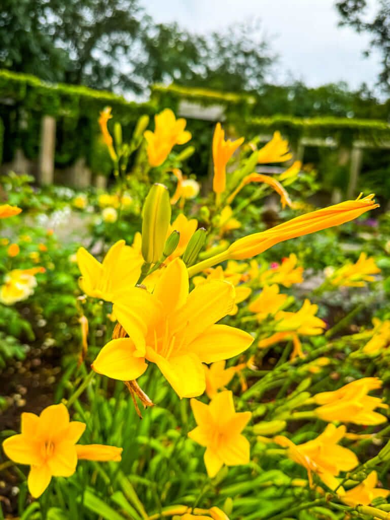 Flowers at Tiergarten in Berlin