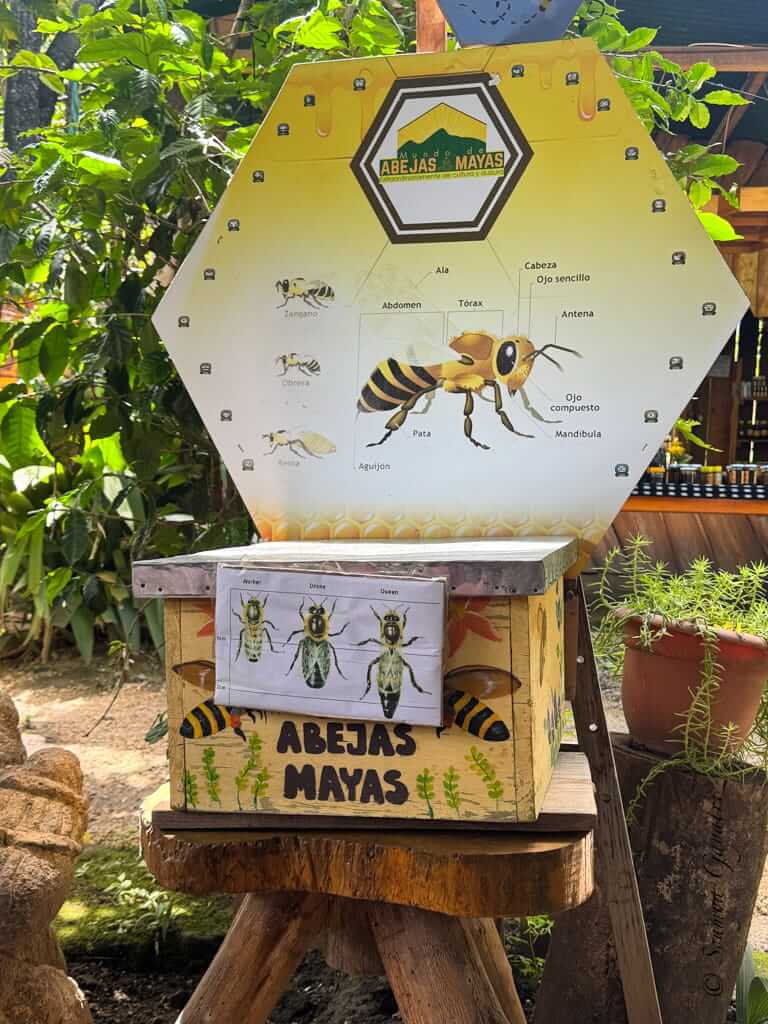 Mayan bees tour in San Juan La Laguna, Guatemala