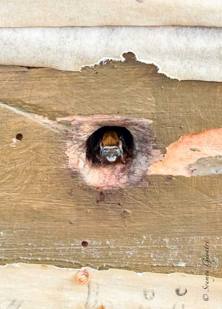 Mayan bee at San Juan La Laguna, Guatemala